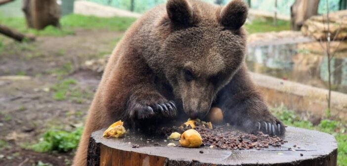 Gli Accorgimenti Contro Il Freddo Al Bioparco Di Roma Tesoriaquattrozampe