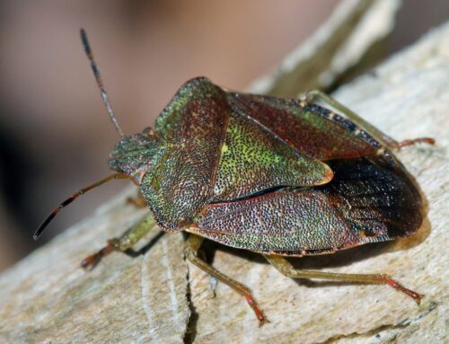 La Cimice, dalle colture all’appartamento. L’insetto conosciuto per il suo odore acre