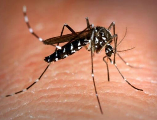Zanzare e Dengue – I consigli del Ministero della Salute per i viaggiatori
