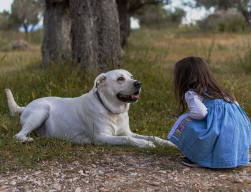 CAPIAMO I NOSTRI AMICI A QUATTRO ZAMPE – Passatempi solitari per un cane: il kong