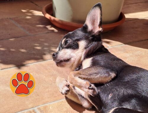 I cani hanno piacere a trascorrere ore sdraiati al sole. Perchè?