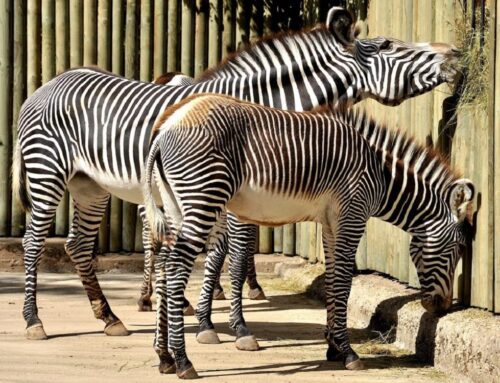 Giornata internazionale della zebra: sei curiosità