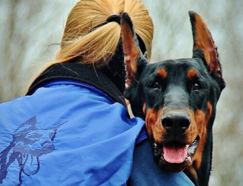 Come viaggiare sereni in treno con gli amici a quattro zampe: 10 consigli di un’esperta e di Trainline per la Giornata Mondiale degli Animali