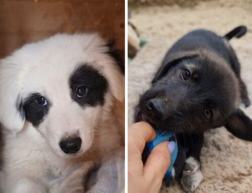 Quattro cuccioli prossimi al canile sperano nelle adozioni di famiglie