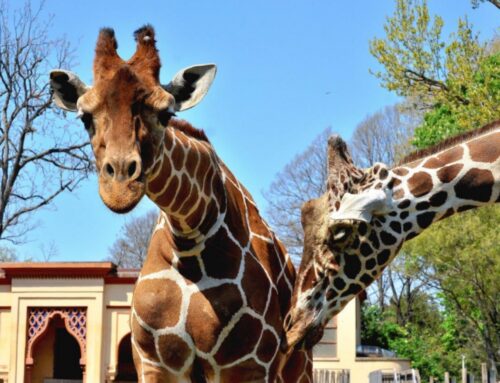 Domenica 23 giugno al BioParco Sua Altezza la Giraffa