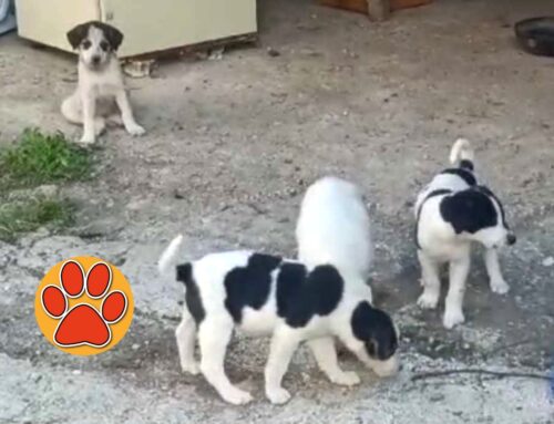 Cinque cuccioli di cane da Cupaello aspettano adozioni