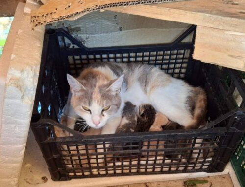 Tiziana chiede aiuti per mamma gatta e i suoi otto cuccioli