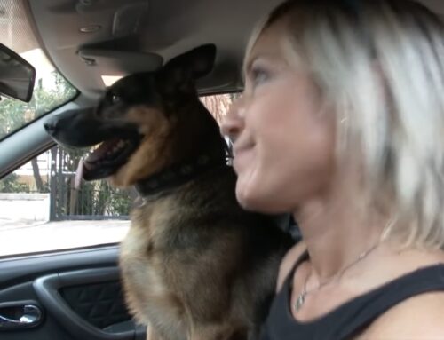 VIDEO – Lo spot della Polizia di Stato contro l’abbandono degli animali