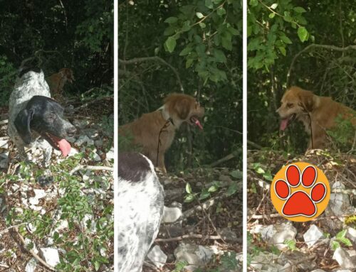 Tre cagnolini avvistati dopo Montenero. Chi li ha persi?