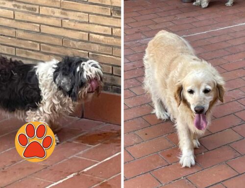 Rieti, avvistati questi due cani in via Vespasiano