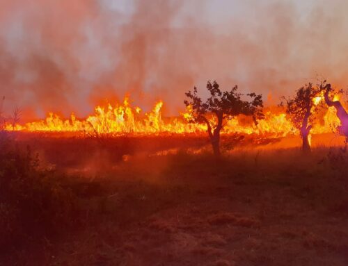 A fuoco la riserva WWF Le Cesine (Lecce)