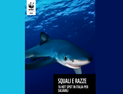 WWF: “Per salvare squali e razze. Ecco le 16 aree speciali dei mari italiani”