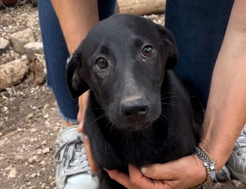 Lola dall’Abruzzo adottata e felice