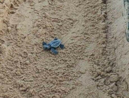 Centinaia di piccole Caretta Caretta si dirigono verso il mare