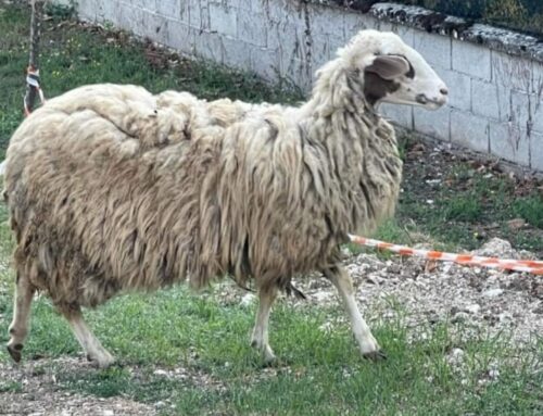 Smarrita questa Pecora zona Contigliano. Chi l’ha persa?