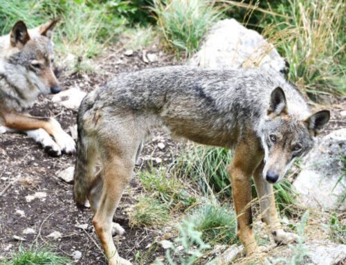 WWF: “Chiediamo al Comune di Amatrice di non creare infondato allarmismo sui lupi”