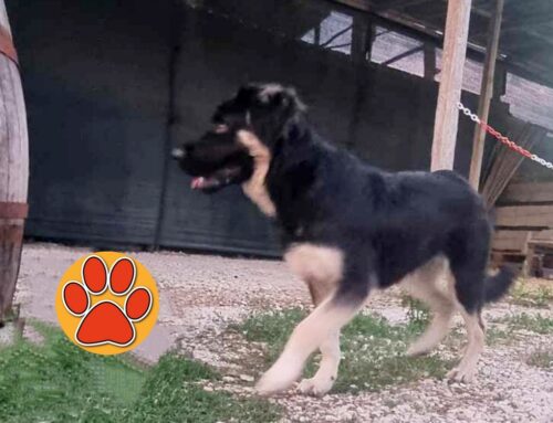 Tornato a casa il cagnolino di via Tancia