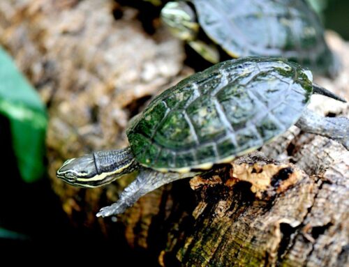 Domenica 15 settembre al BioParco di Roma giornata di sensibilizzazione sulle specie minacciate del Vietnam