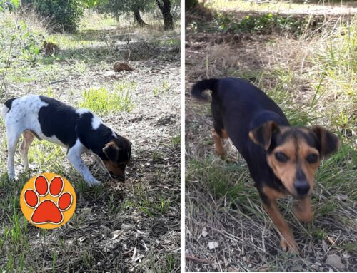 Due cagnolini trovati in strada. Camminavano dietro le auto