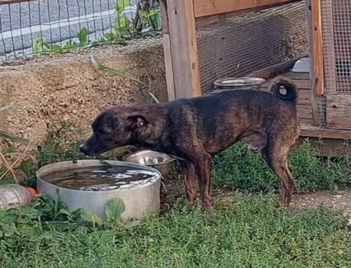 Serve stallo di 10 giorni per questo cagnolino. Chi può aiutare?