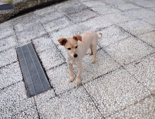 Tornato a casa il cucciolo segnalato davanti al Carrefour di via Ricci a Rieti