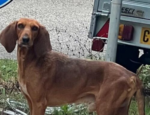 La cagnolina del Lago del Salto vive in zona. Allarme rientrato