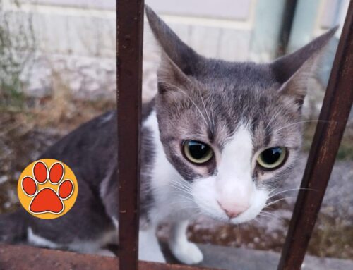 Micia affettuosa comparsa in una colonia felina. Si cerca vecchia o nuova famiglia