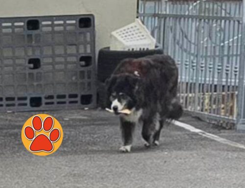 Cagnolone vagante in strada a Vazia, zona Forno Taddei