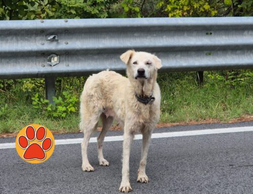 Cane vagante nel 1° anello del Monte Terminillo