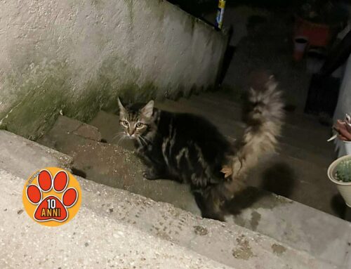 Gatto comparso in un’abitazione privata di Castelnuovo di Farfa