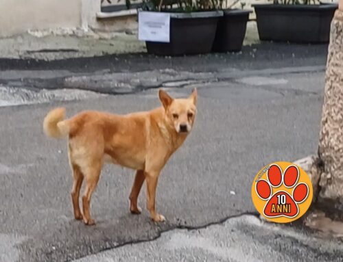 Cagnolino vagante tra Porta Conca e viale Marroni (Rieti)