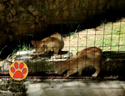 Questi due piccolini sono entrati in un giardino privato. Di chi sono?