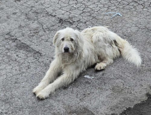 Cane pelo semilungo in piazzale Mercatanti