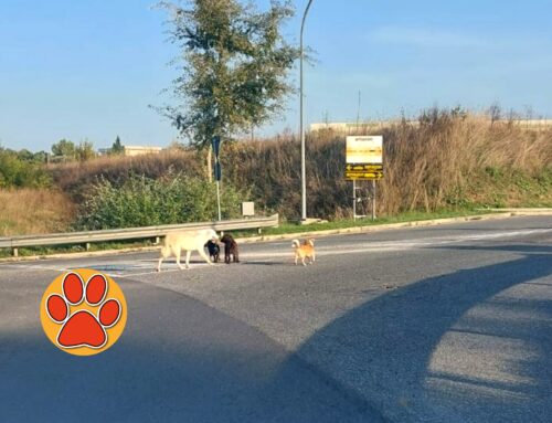 Quattro cani nella rotatoria di Passo Corese