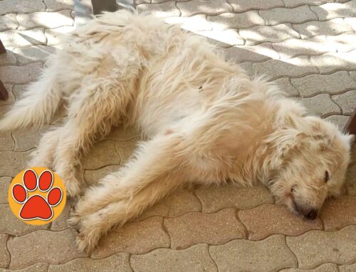 Rocco è tornato a casa. Era stato segnalato in piazzale Mercatanti