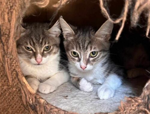 Timidino e Tempestino da Perugia, due piccoli fratellini orfani di mamma recuperati dalla signora Giovanna