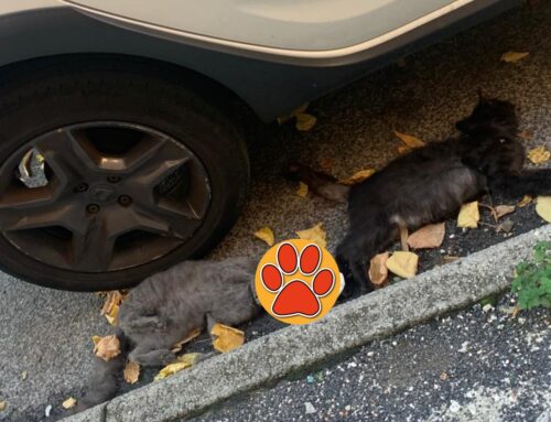 Due gatti trovati morti in via dei Flavi. Si sospetta avvelenamento