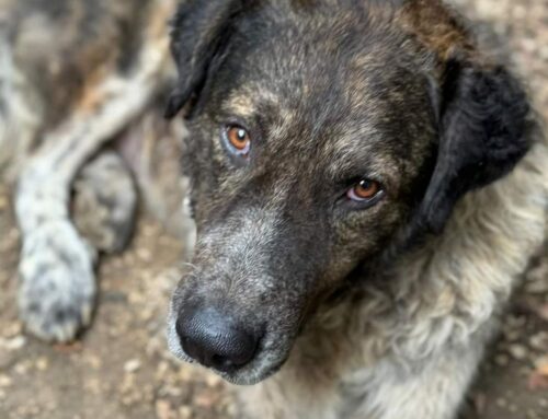 Mitch ha vissuto quattro anni all’aperto e da solo. Adesso c’è un focolare che posa accoglierlo con amore?