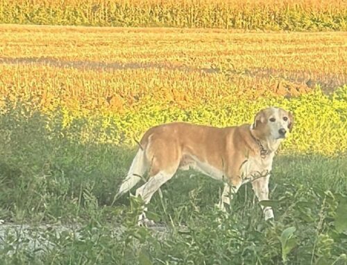 Cagnolone segnalato vagare in via Pratolungo, chi lo ha smarrito?