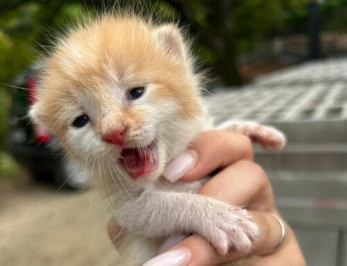 Questo gattino è stato trovato in una campagna di Montecastrilli. Appello dell’ENPA Terni