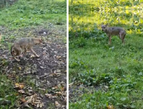 Catturata la Lupa segnalata a Porta di Roma. E’ stata rialsciata nel Parco Nazionale di Abruzzo, Lazio e Molise