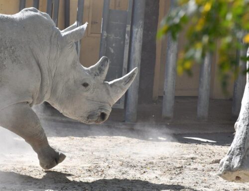 Una domenica da rinoceronti al BioParco di Roma. Save the date: 22 settembre