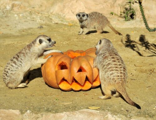 Domenica 27 ottobre al BioParco di Roma “incontri di natura” e zucche agli animali per Halloween