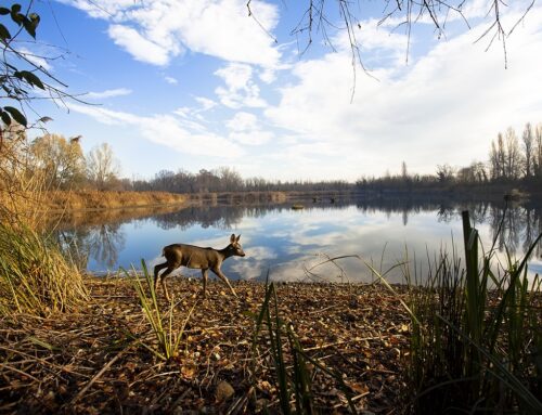 Golia rinnova la partnership con il WWF: il progetto “Le oasi del respiro” si espande non nuove aree naturali