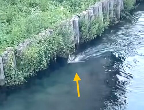 Salvato Cerbiatto che nuotava a fatica dentro le gelide acque del Fiume Velino