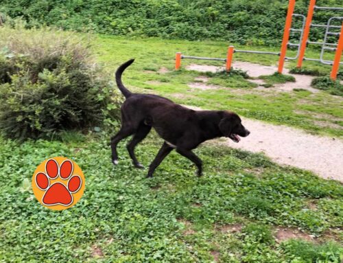 Cane affaticato vagante in via Theseider. Chi lo ha smarrito?