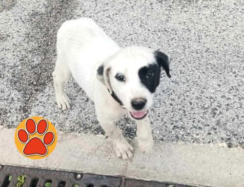 Cagnolino trovato in zona eliporto ospedale de Lellis. Al momento è in stallo. Di chi è?