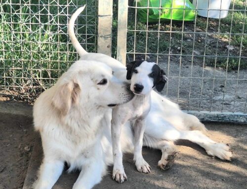 La piccola Mulan è una Snoopy in cerca d’amore. Si trova a Teramo