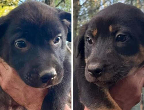 Dylan e Daisy dalla Puglia sono ancora senza casa