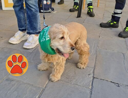 Anche i quattro zampe alla “Camminata per la Vita 2024 ALCLI” – LE FOTO